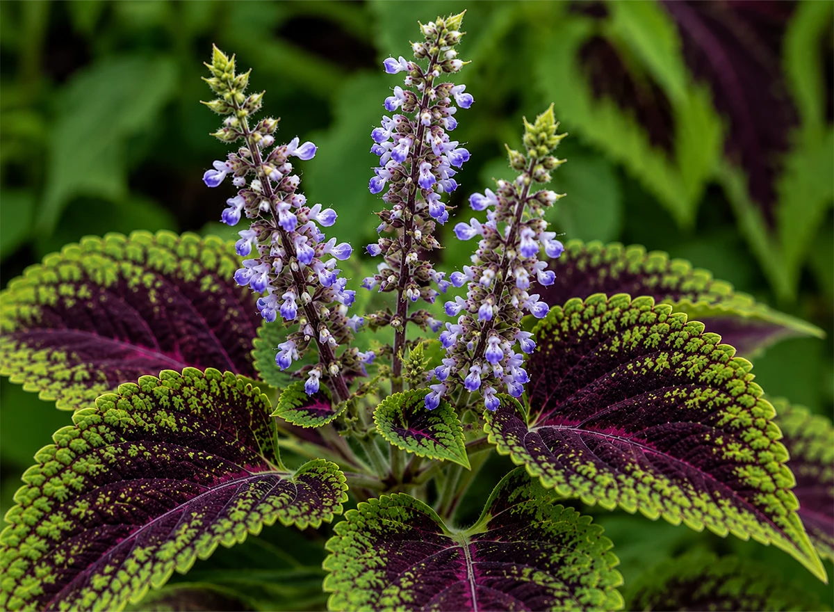 Coleus